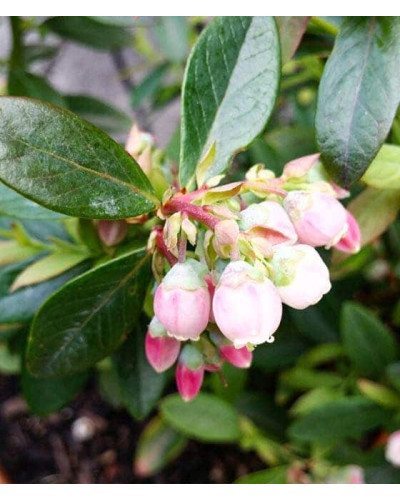 Лохина високоросла Пінк Лимонад | Vaccinium corymbosum Pink Lemonade | Голубика высокорослая Пинк Лимонад