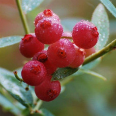 Лохина високоросла Пінк Лимонад | Vaccinium corymbosum Pink Lemonade | Голубика высокорослая Пинк Лимонад