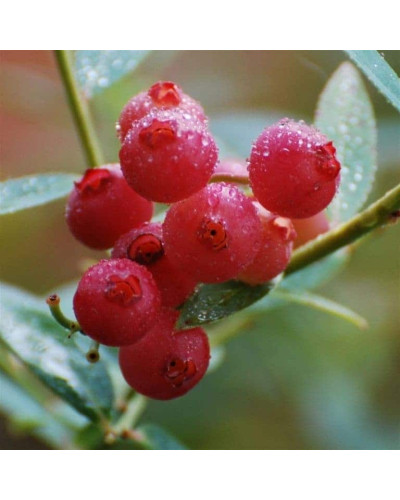 Лохина високоросла Пінк Лимонад | Vaccinium corymbosum Pink Lemonade | Голубика высокорослая Пинк Лимонад