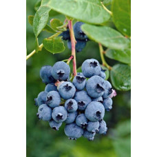 Лохина високоросла Река | Vaccinium corymbosum Reka | Голубика высокорослая Река