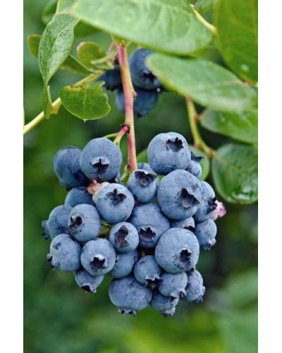 Лохина високоросла Река | Vaccinium corymbosum Reka | Голубика высокорослая Река