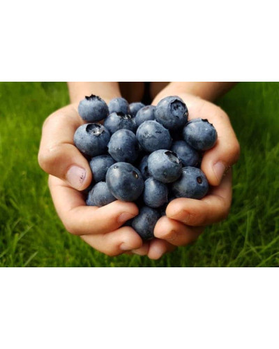 Лохина високоросла Река | Vaccinium corymbosum Reka | Голубика высокорослая Река