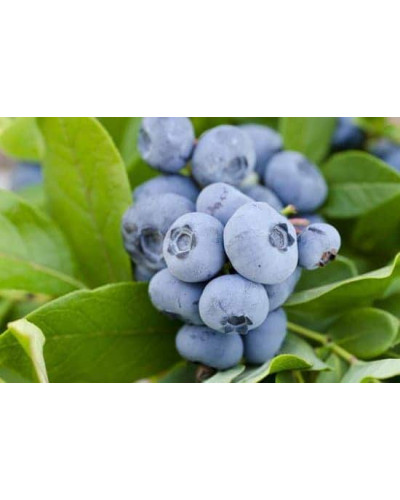 Лохина високоросла Река | Vaccinium corymbosum Reka | Голубика высокорослая Река