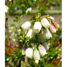 Лохина високоросла Река | Vaccinium corymbosum Reka | Голубика высокорослая Река
