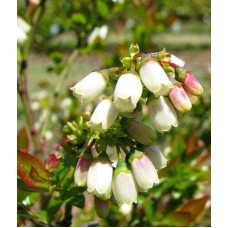 Лохина високоросла Река | Vaccinium corymbosum Reka | Голубика высокорослая Река