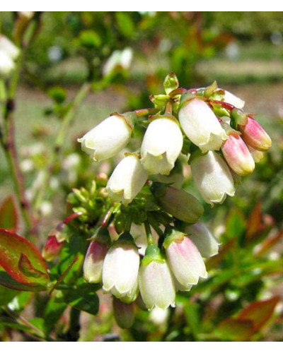 Лохина високоросла Река | Vaccinium corymbosum Reka | Голубика высокорослая Река