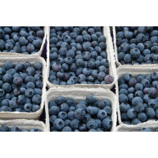 Лохина високоросла Река | Vaccinium corymbosum Reka | Голубика высокорослая Река