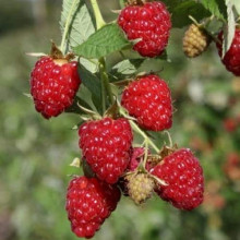 Малина ’Діамантова’|Rubus idaeus ’Diamantova’|Малина ’Бриллиантовая’