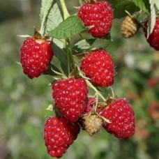 Малина ’Діамантова’|Rubus idaeus ’Diamantova’|Малина ’Бриллиантовая’