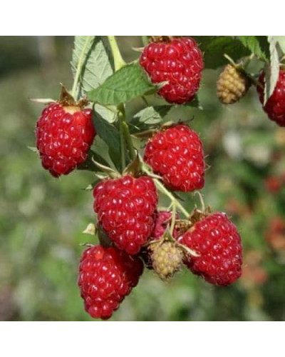 Малина ’Діамантова’|Rubus idaeus ’Diamantova’|Малина ’Бриллиантовая’