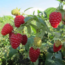 Малина ’Діамантова’|Rubus idaeus ’Diamantova’|Малина ’Бриллиантовая’