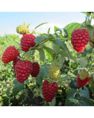 Малина ’Діамантова’|Rubus idaeus ’Diamantova’|Малина ’Бриллиантовая’