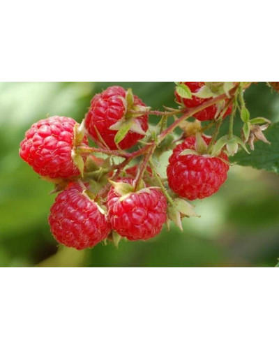 Малина ’Діамантова’|Rubus idaeus ’Diamantova’|Малина ’Бриллиантовая’