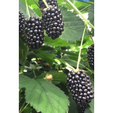Ожина садова Вікторія безколючкова | Rubus  fruticosus  Victoria thornless | Ежевика садовая Виктория бесшипная