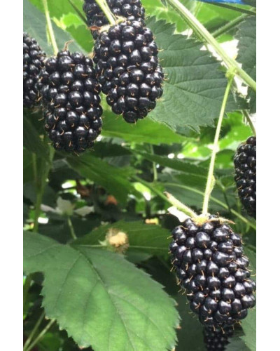 Ожина садова Вікторія безколючкова | Rubus fruticosus Victoria thornless | Ежевика садовая Виктория бесшипная