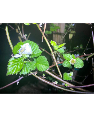 Ожина садова Вікторія безколючкова | Rubus fruticosus Victoria thornless | Ежевика садовая Виктория бесшипная