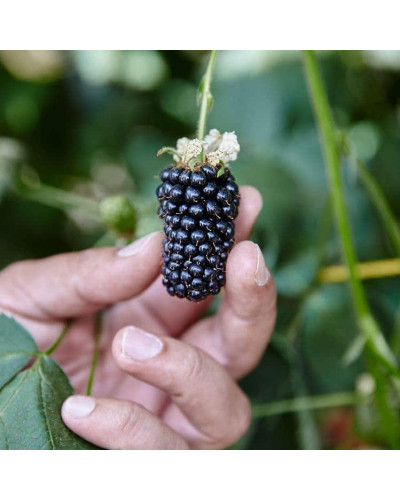 Ожина садова Вікторія безколючкова | Rubus fruticosus Victoria thornless | Ежевика садовая Виктория бесшипная