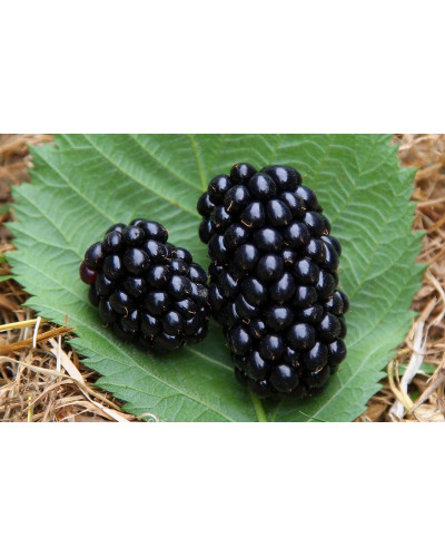 Ожина садова Вікторія безколючкова | Rubus fruticosus Victoria thornless | Ежевика садовая Виктория бесшипная
