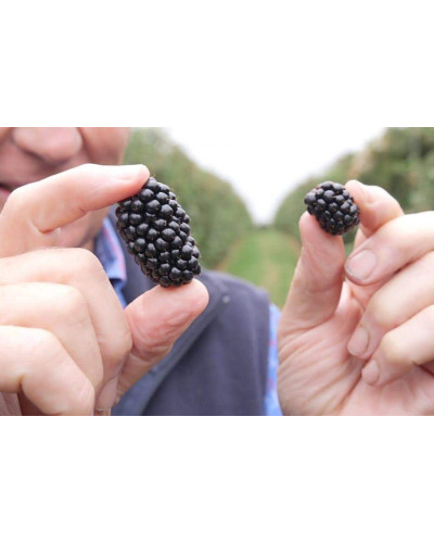 Ожина садова Вікторія безколючкова | Rubus fruticosus Victoria thornless | Ежевика садовая Виктория бесшипная