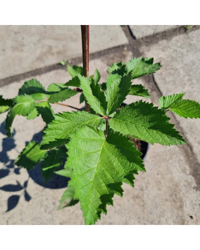 Ожина садова Вікторія безколючкова | Rubus fruticosus Victoria thornless | Ежевика садовая Виктория бесшипная