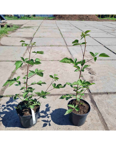 Ожина садова Вікторія безколючкова | Rubus fruticosus Victoria thornless | Ежевика садовая Виктория бесшипная