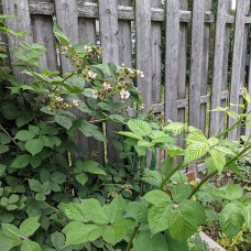 Ожина садова Вікторія безколючкова | Rubus  fruticosus  Victoria thornless | Ежевика садовая Виктория бесшипная