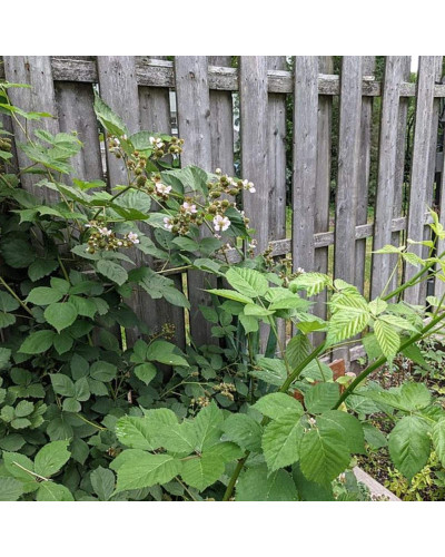 Ожина садова Вікторія безколючкова | Rubus fruticosus Victoria thornless | Ежевика садовая Виктория бесшипная