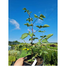 Ожина садова Вікторія безколючкова | Rubus  fruticosus  Victoria thornless | Ежевика садовая Виктория бесшипная