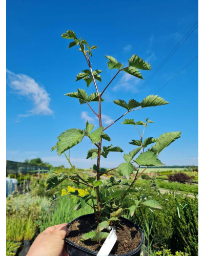 Ожина садова Вікторія безколючкова | Rubus fruticosus Victoria thornless | Ежевика садовая Виктория бесшипная