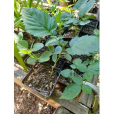 Ожина садова Вікторія безколючкова | Rubus  fruticosus  Victoria thornless | Ежевика садовая Виктория бесшипная