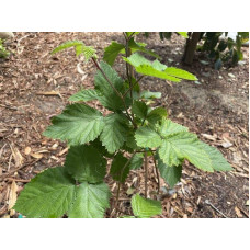 Ожина садова Вікторія безколючкова | Rubus  fruticosus  Victoria thornless | Ежевика садовая Виктория бесшипная