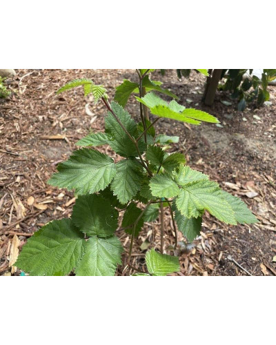 Ожина садова Вікторія безколючкова | Rubus fruticosus Victoria thornless | Ежевика садовая Виктория бесшипная