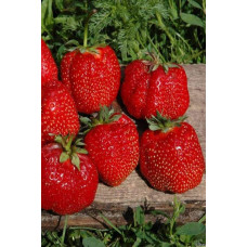 Полуниця Азія | Fragaria ananassa Asia | Клубника Азия