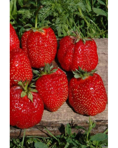 Полуниця Азія | Fragaria ananassa Asia | Клубника Азия