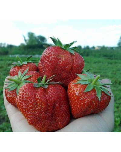 Полуниця Азія | Fragaria ananassa Asia | Клубника Азия