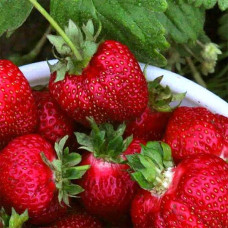 Полуниця Азія | Fragaria ananassa Asia | Клубника Азия