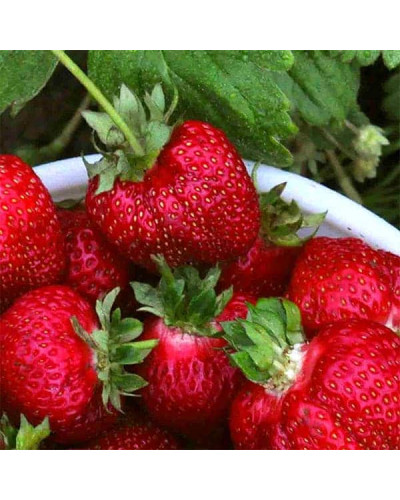 Полуниця Азія | Fragaria ananassa Asia | Клубника Азия