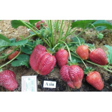Полуниця Азія | Fragaria ananassa Asia | Клубника Азия