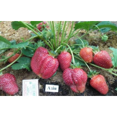 Полуниця Азія | Fragaria ananassa Asia | Клубника Азия