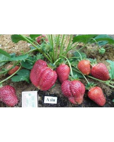 Полуниця Азія | Fragaria ananassa Asia | Клубника Азия