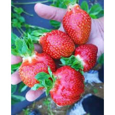 Полуниця Азія | Fragaria ananassa Asia | Клубника Азия