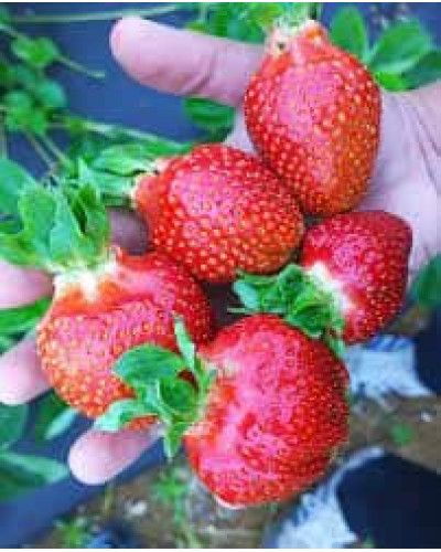 Полуниця Азія | Fragaria ananassa Asia | Клубника Азия
