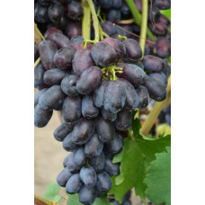 Виноград звичайний Лорано (ранній) | Vitis vinifera Lorano (early) | Виноград культурный Лорано (ранний)