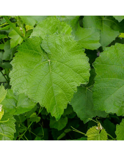 Виноград звичайний Лорано (ранній) | Vitis vinifera Lorano (early) | Виноград культурный Лорано (ранний)