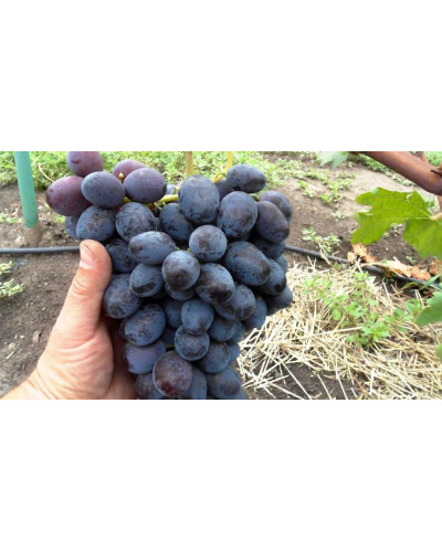 Виноград звичайний Лорано (ранній) | Vitis vinifera Lorano (early) | Виноград культурный Лорано (ранний)