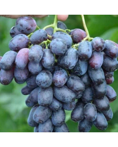 Виноград звичайний Лорано (ранній) | Vitis vinifera Lorano (early) | Виноград культурный Лорано (ранний)