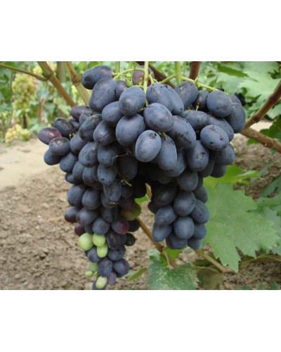 Виноград звичайний Лорано (ранній) | Vitis vinifera Lorano (early) | Виноград культурный Лорано (ранний)