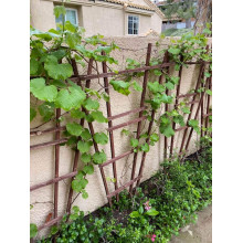 Виноград звичайний Лорано (ранній) | Vitis vinifera Lorano (early) | Виноград культурный Лорано (ранний)