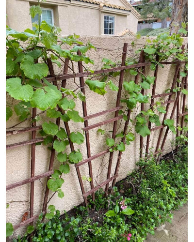 Виноград звичайний Лорано (ранній) | Vitis vinifera Lorano (early) | Виноград культурный Лорано (ранний)
