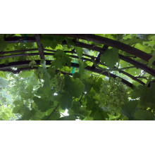 Виноград звичайний Лорано (ранній) | Vitis vinifera Lorano (early) | Виноград культурный Лорано (ранний)